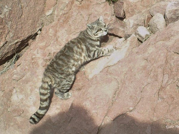 Fauna-reserva-termas-puritama_Gato Andino Fauna-reserva-termas-puritama_Gato Andino