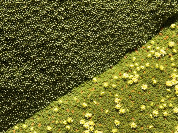 Flora-Reserva Puritama-termas-13 Flora-Reserva Puritama-termas-13