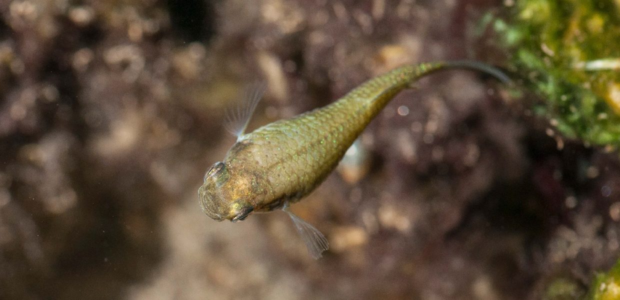 Termas de Puritama
